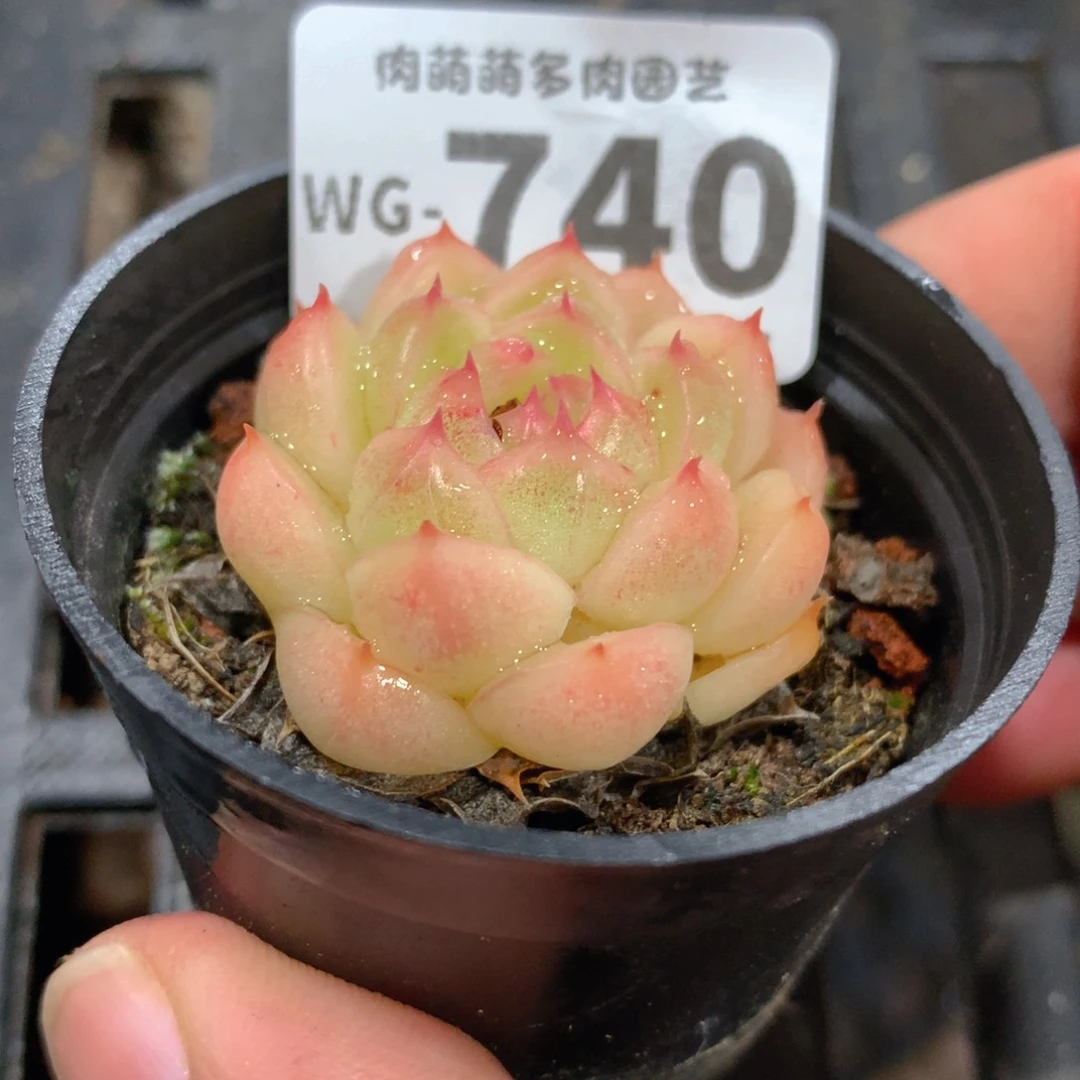 肉萌萌拇指盆多肉WG740