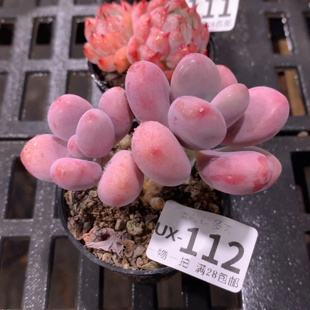 肉萌萌拇指盆多肉UX112