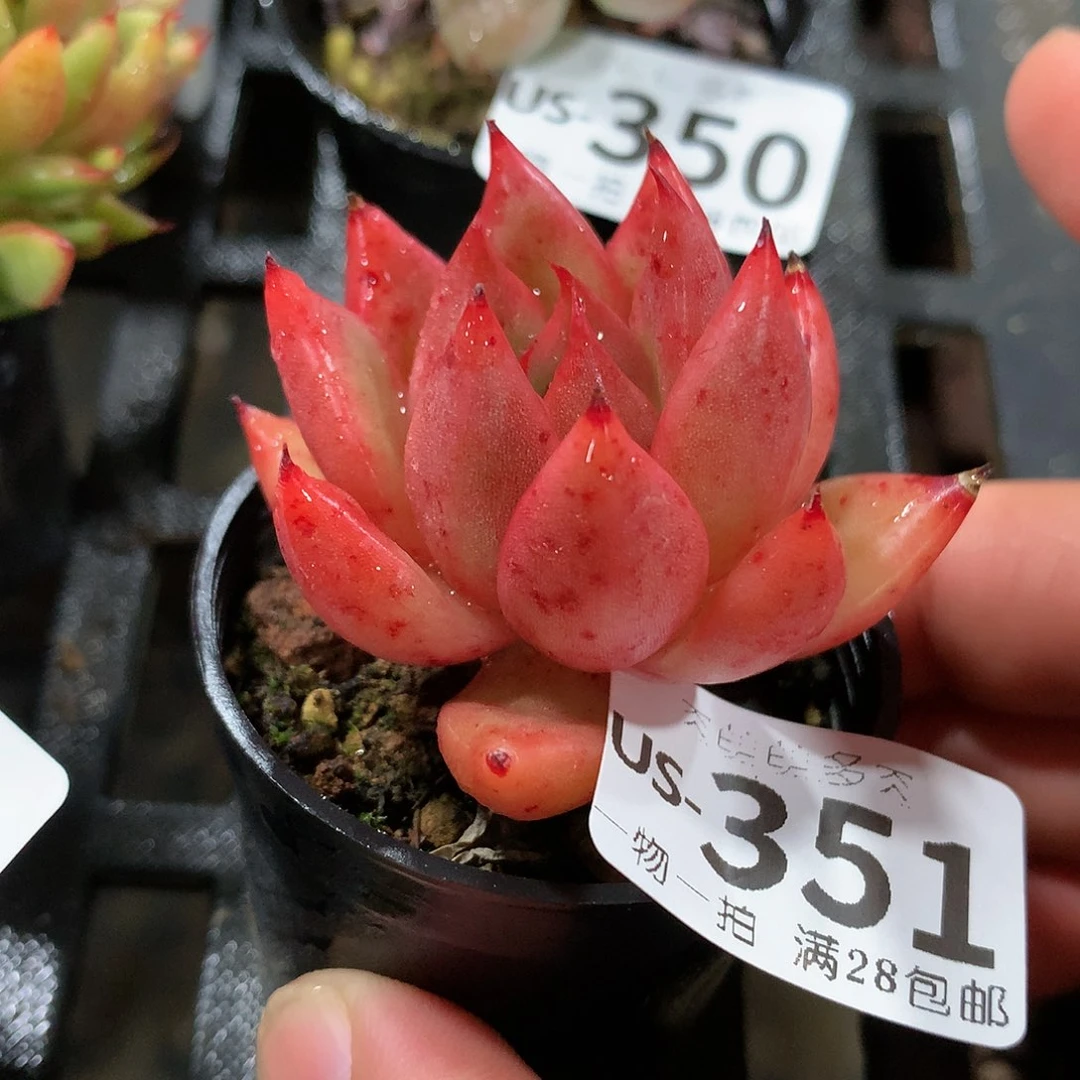 肉萌萌拇指盆多肉US351