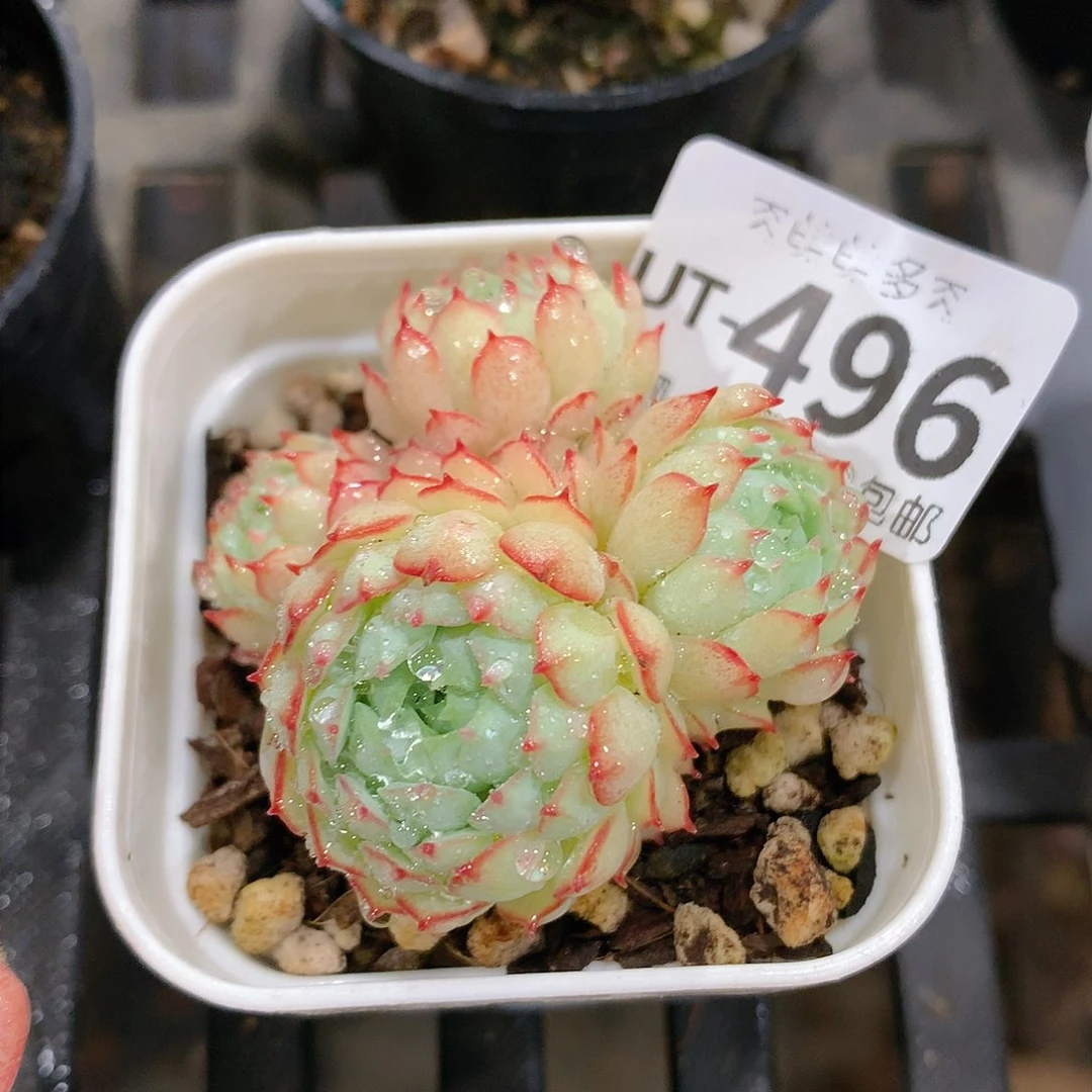 肉萌萌拇指盆多肉UT496