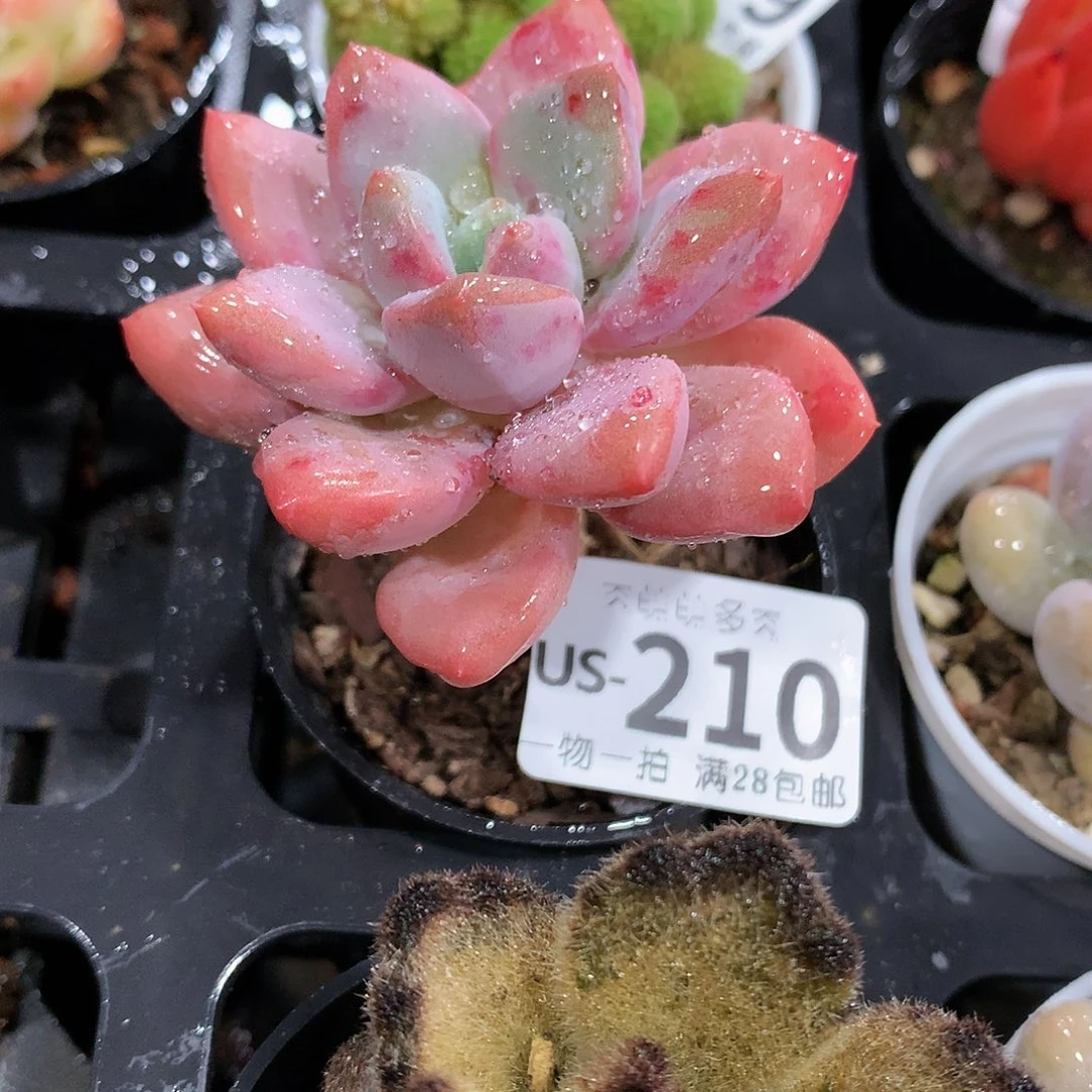 肉萌萌拇指盆多肉US210