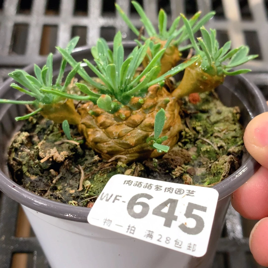肉萌萌拇指盆多肉WF645
