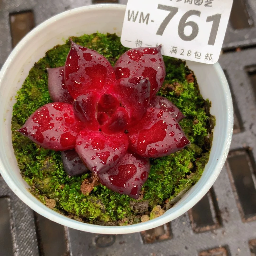 肉萌萌拇指盆精控多肉WM761