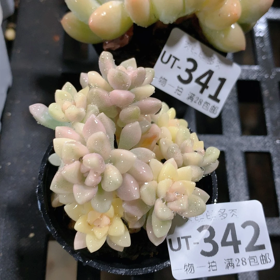 肉萌萌拇指盆多肉UT342