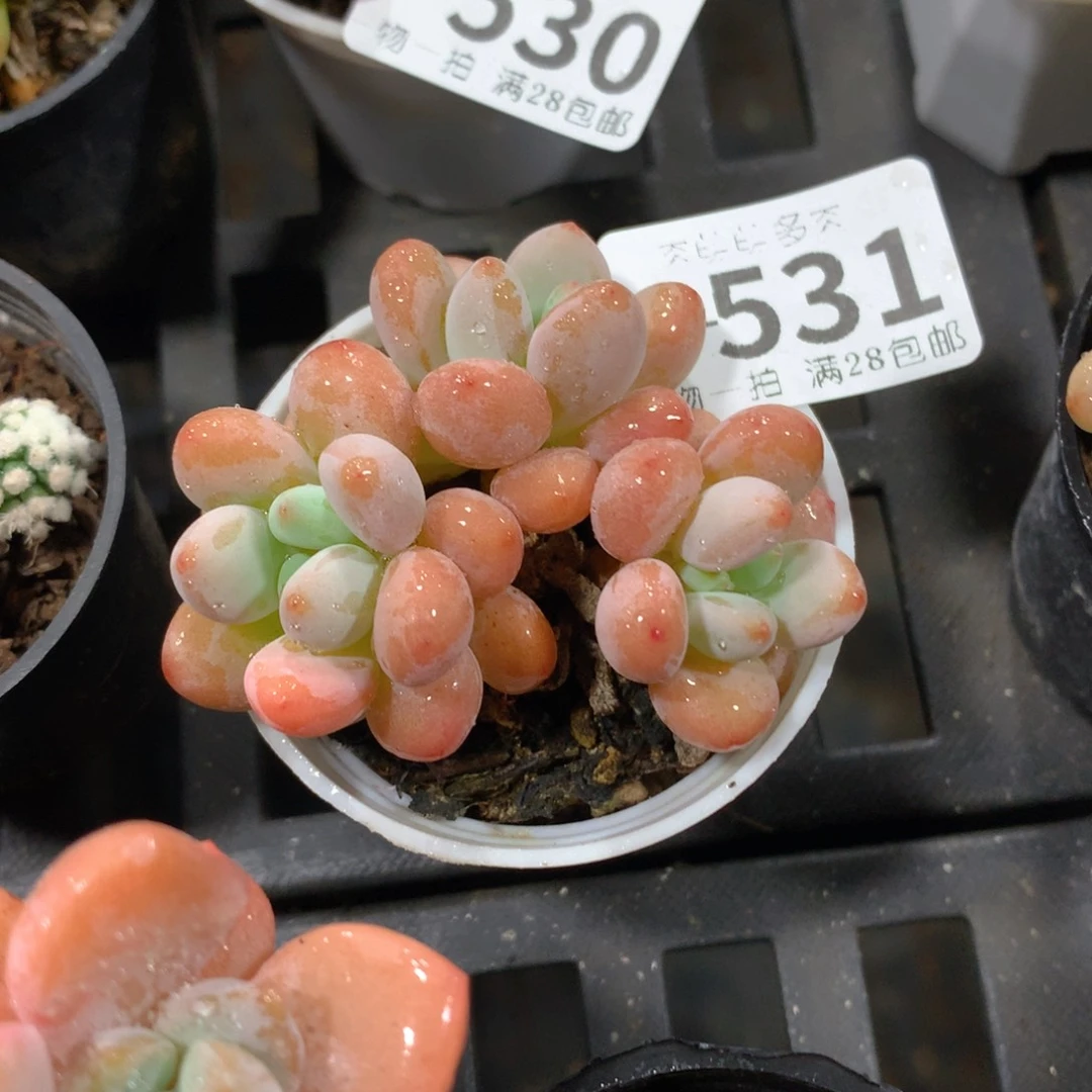 肉萌萌拇指盆多肉UV531