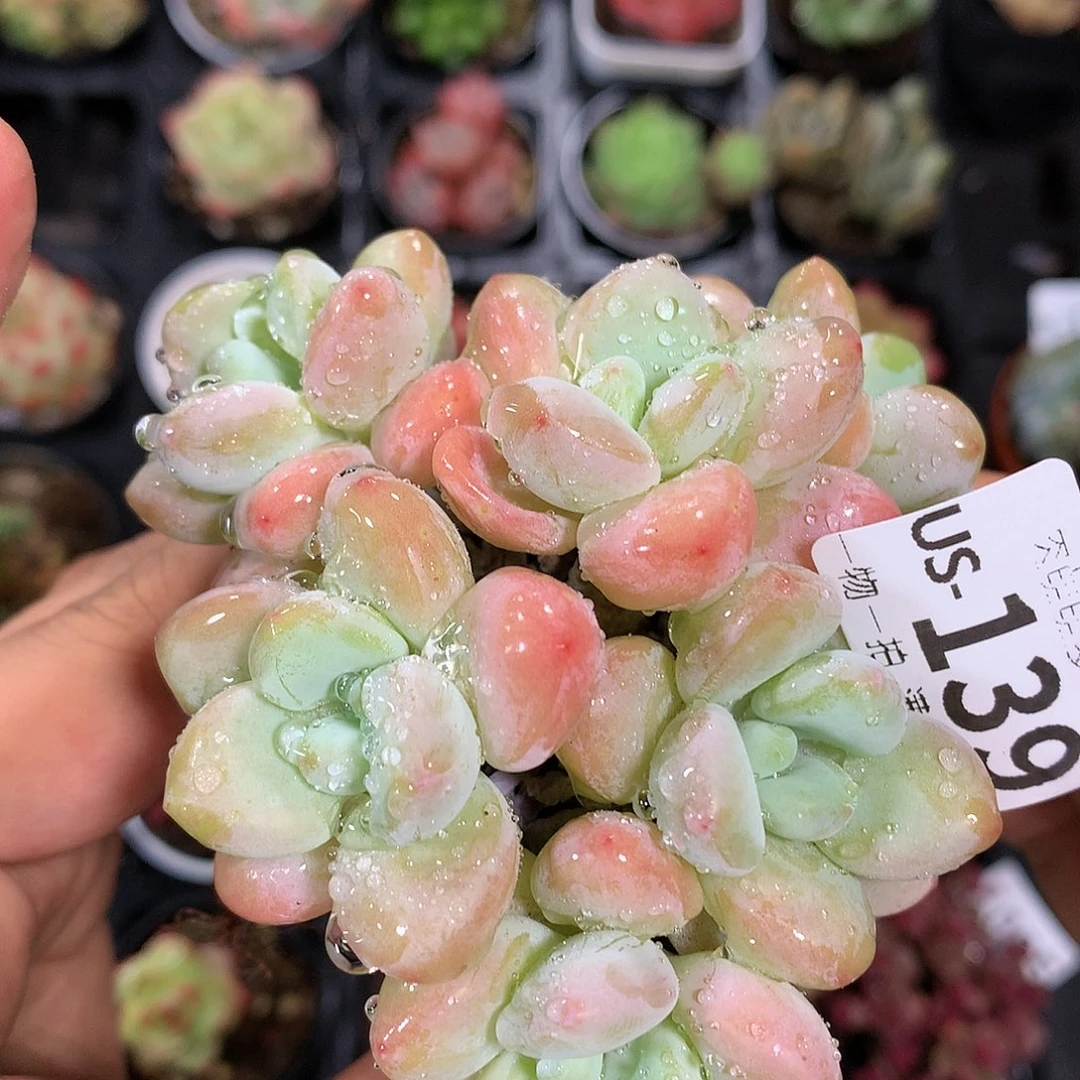 肉萌萌拇指盆多肉US139