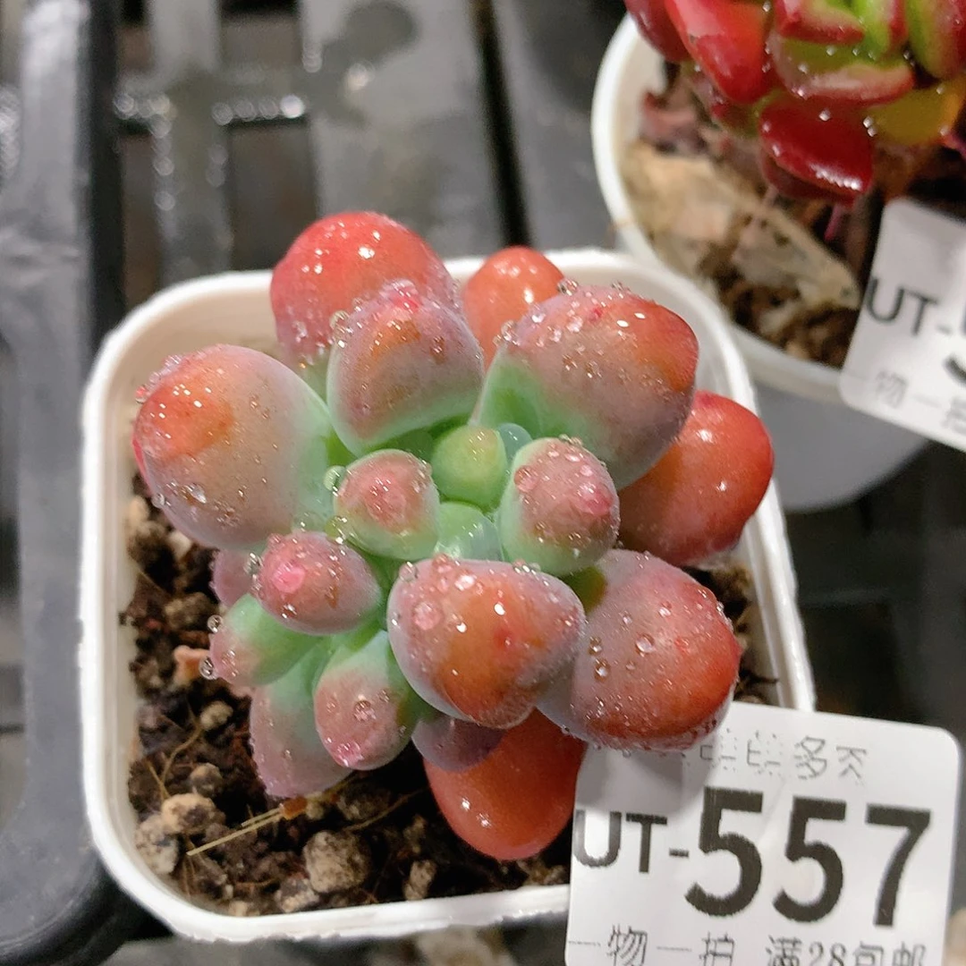 肉萌萌拇指盆多肉UT557