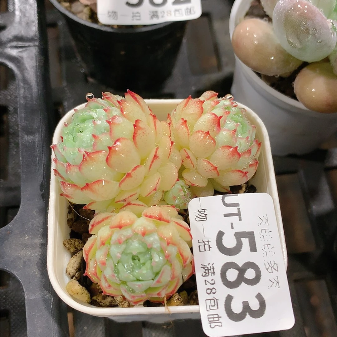 肉萌萌拇指盆多肉UT583