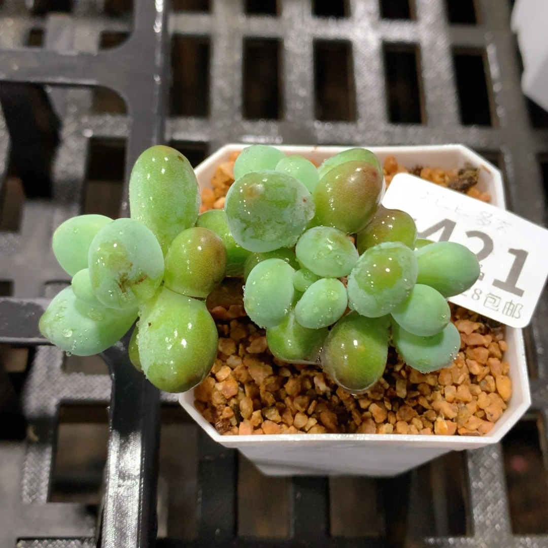 肉萌萌拇指盆多肉UV421