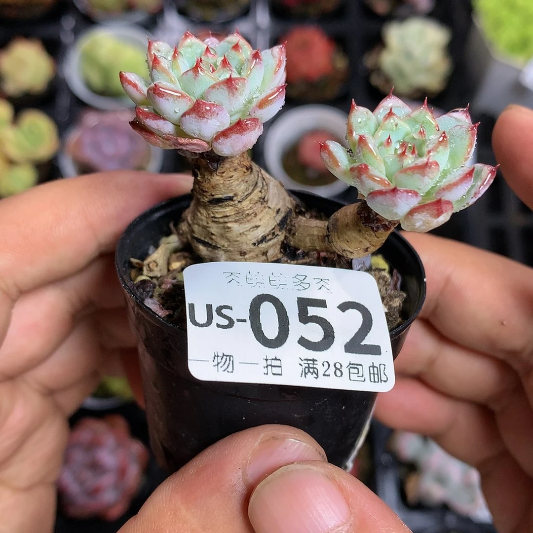 肉萌萌拇指盆多肉US052