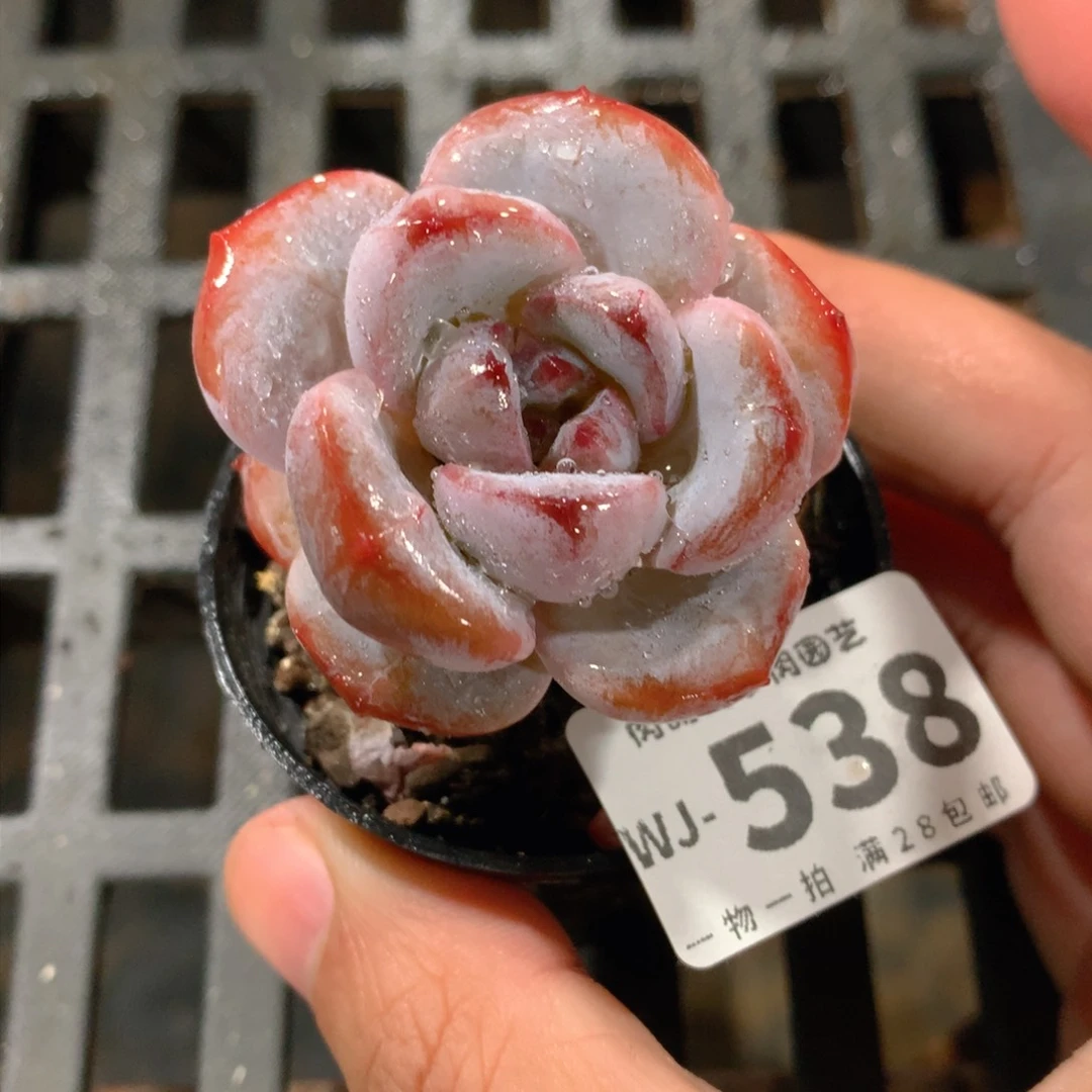 肉萌萌拇指盆多肉WJ538