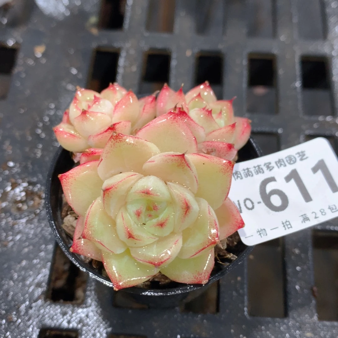 肉萌萌拇指盆精控多肉WO611