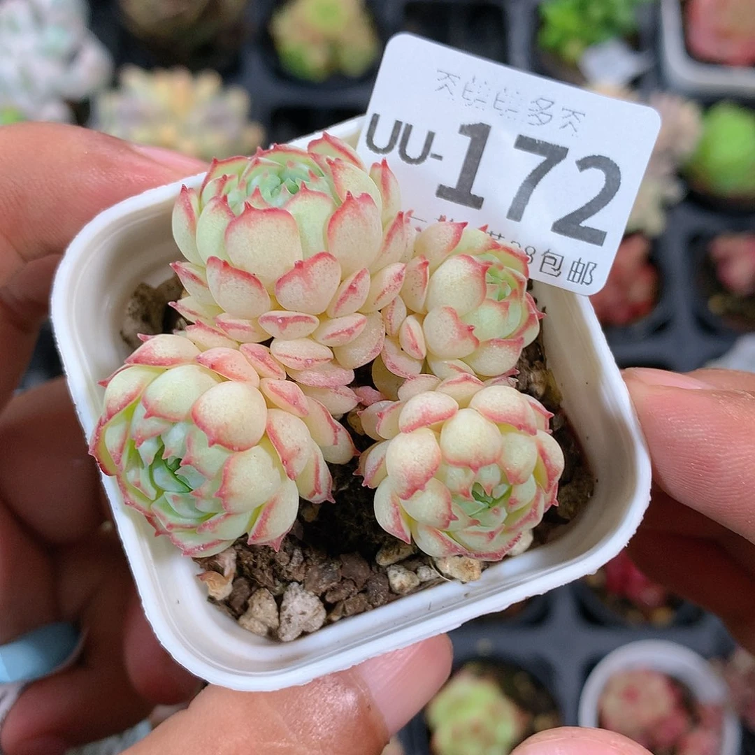 肉萌萌拇指盆多肉UU172