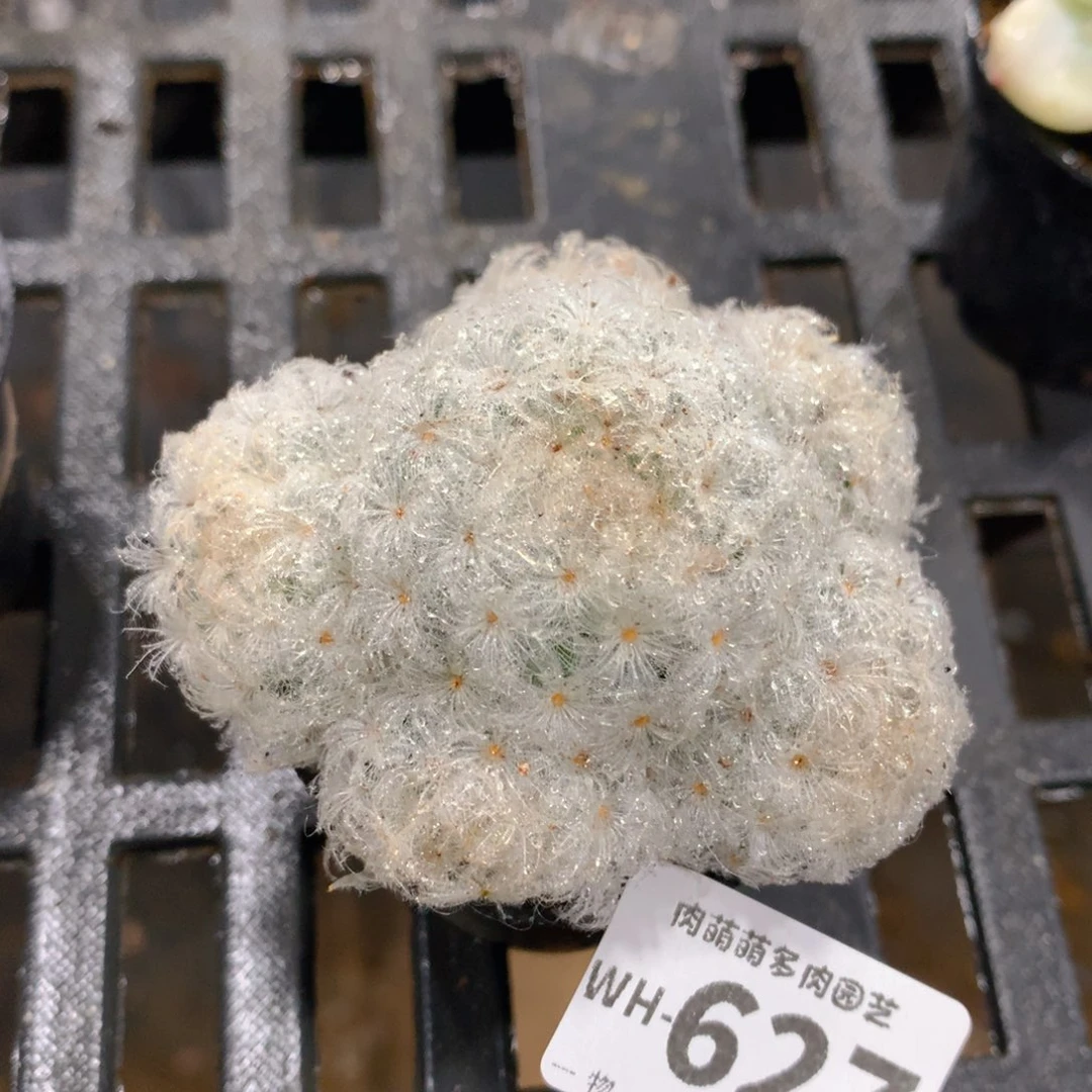 肉萌萌拇指盆多肉WH627