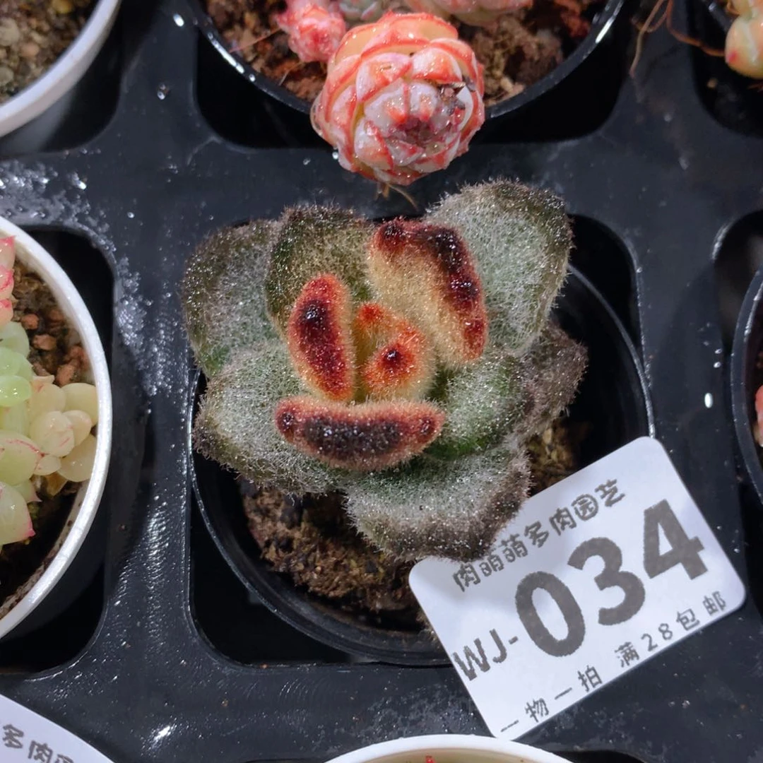 5CM拇指盆精控多肉WJ034