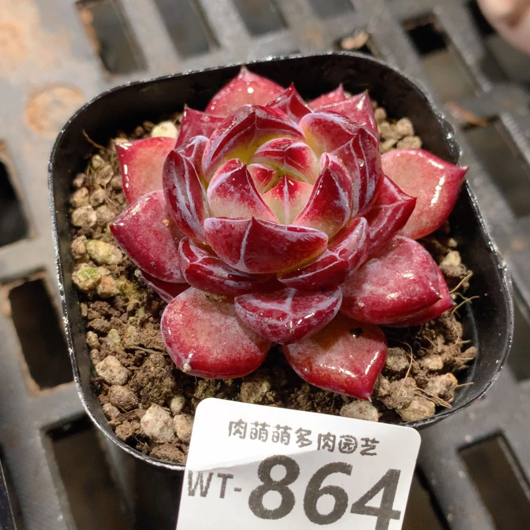 肉萌萌拇指盆精控多肉WT864