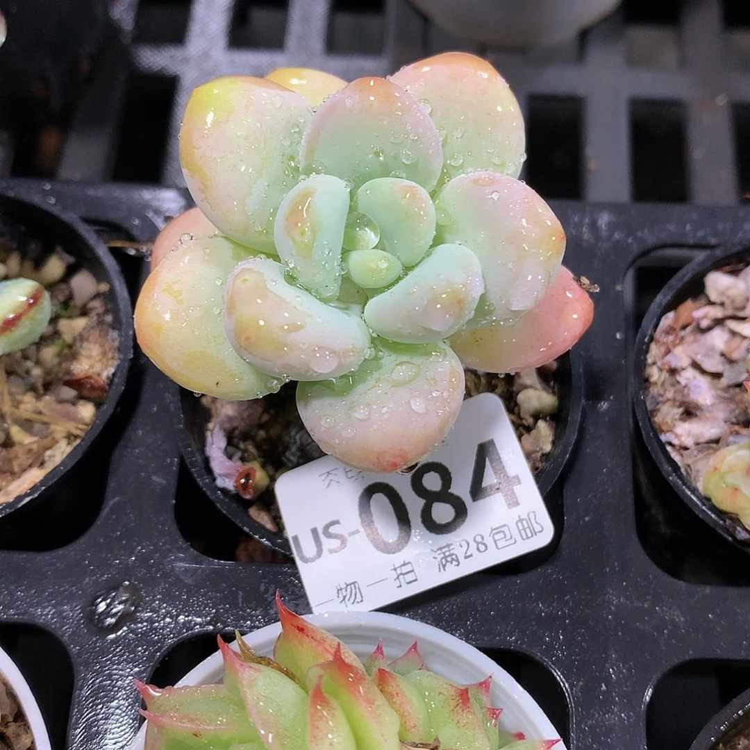 肉萌萌拇指盆多肉US084