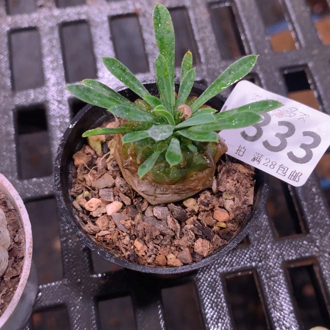 肉萌萌拇指盆多肉UU333