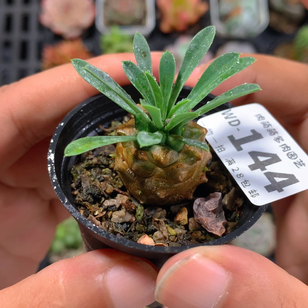 5CM拇指盆精控多肉WD144