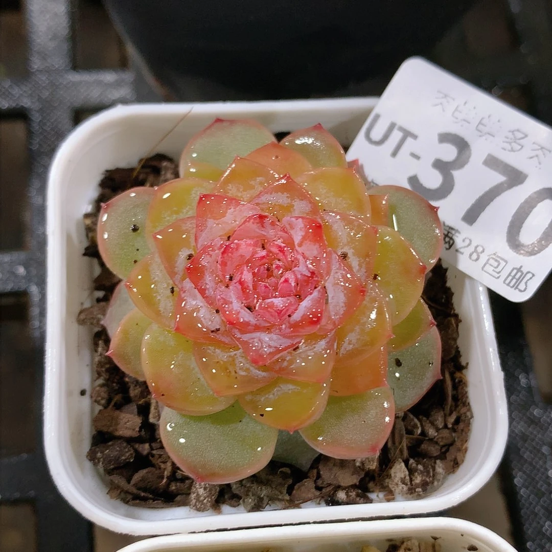 肉萌萌拇指盆多肉UT370