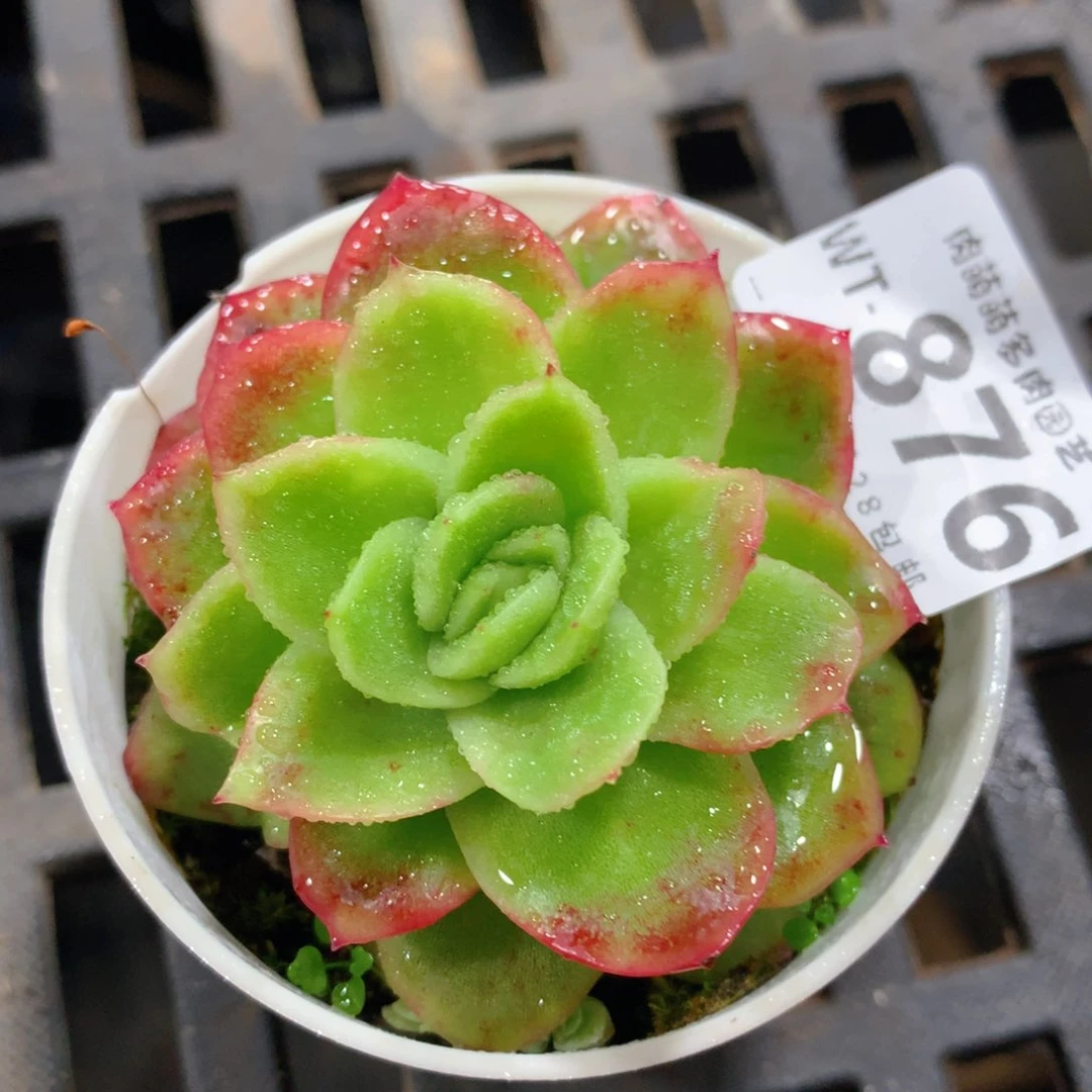 肉萌萌拇指盆精控多肉WT876