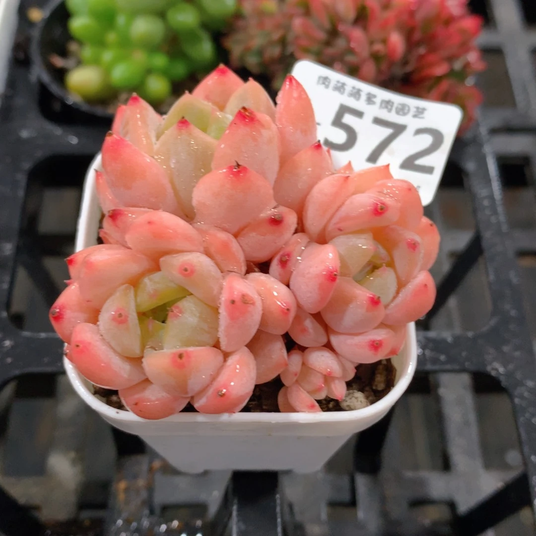 肉萌萌拇指盆精控多肉WR572