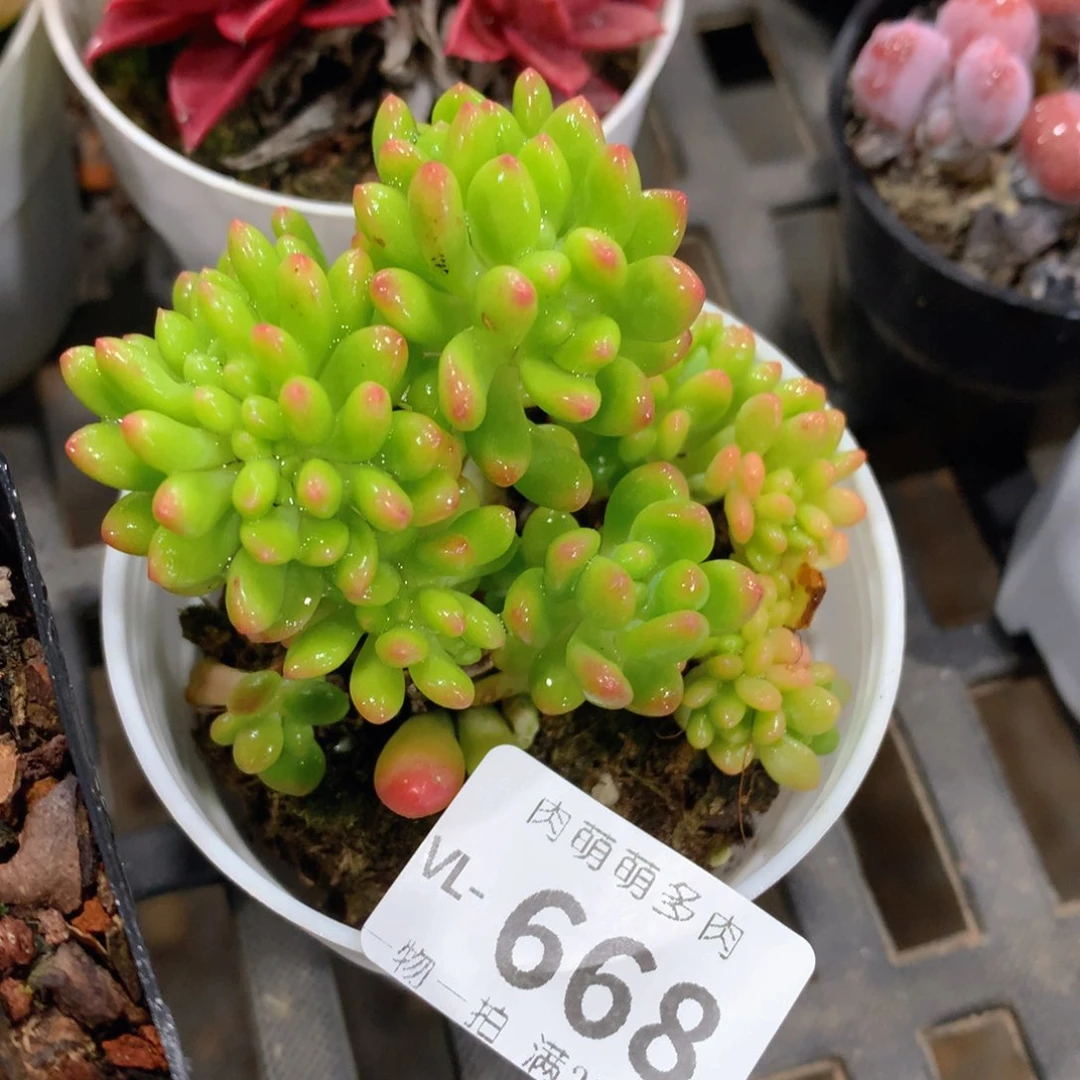 肉萌萌拇指盆多肉VL668