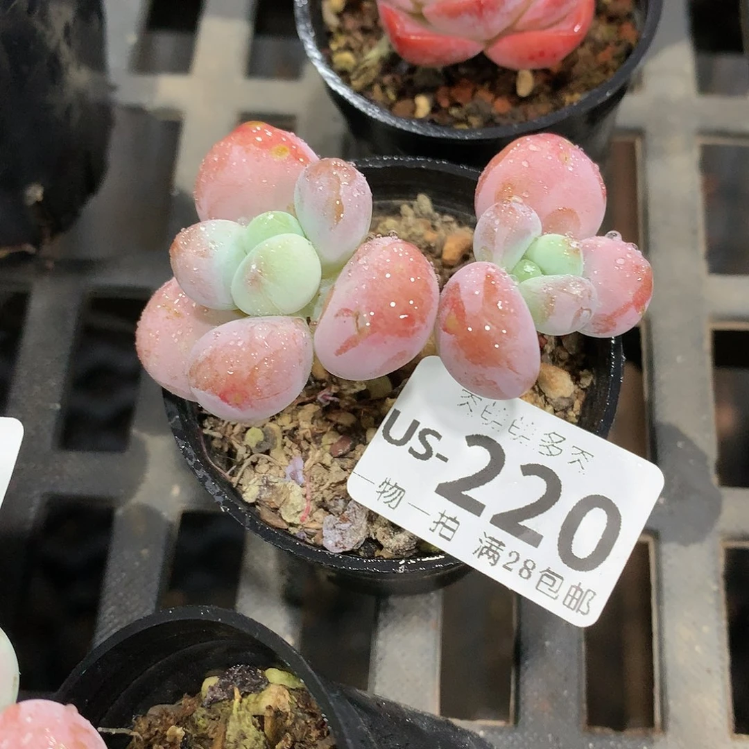 肉萌萌拇指盆多肉US220