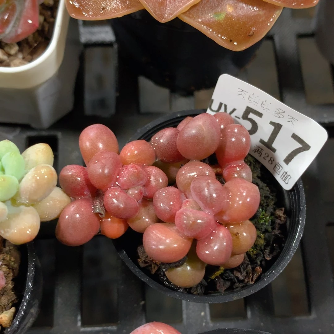 肉萌萌拇指盆多肉UV517