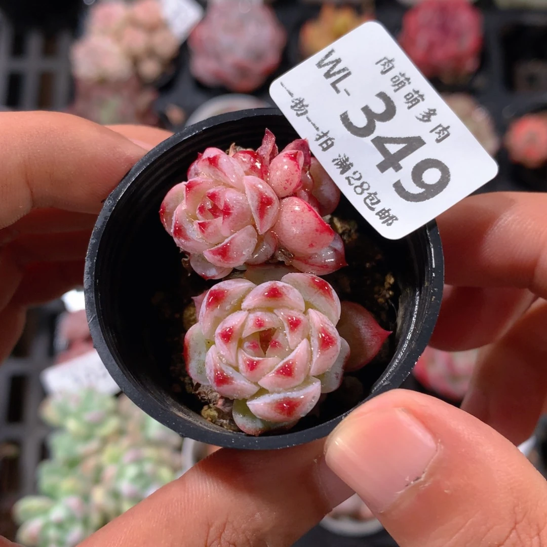 5CM拇指盆精控多肉WL349