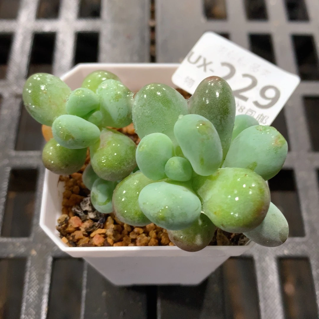 肉萌萌拇指盆多肉UX229