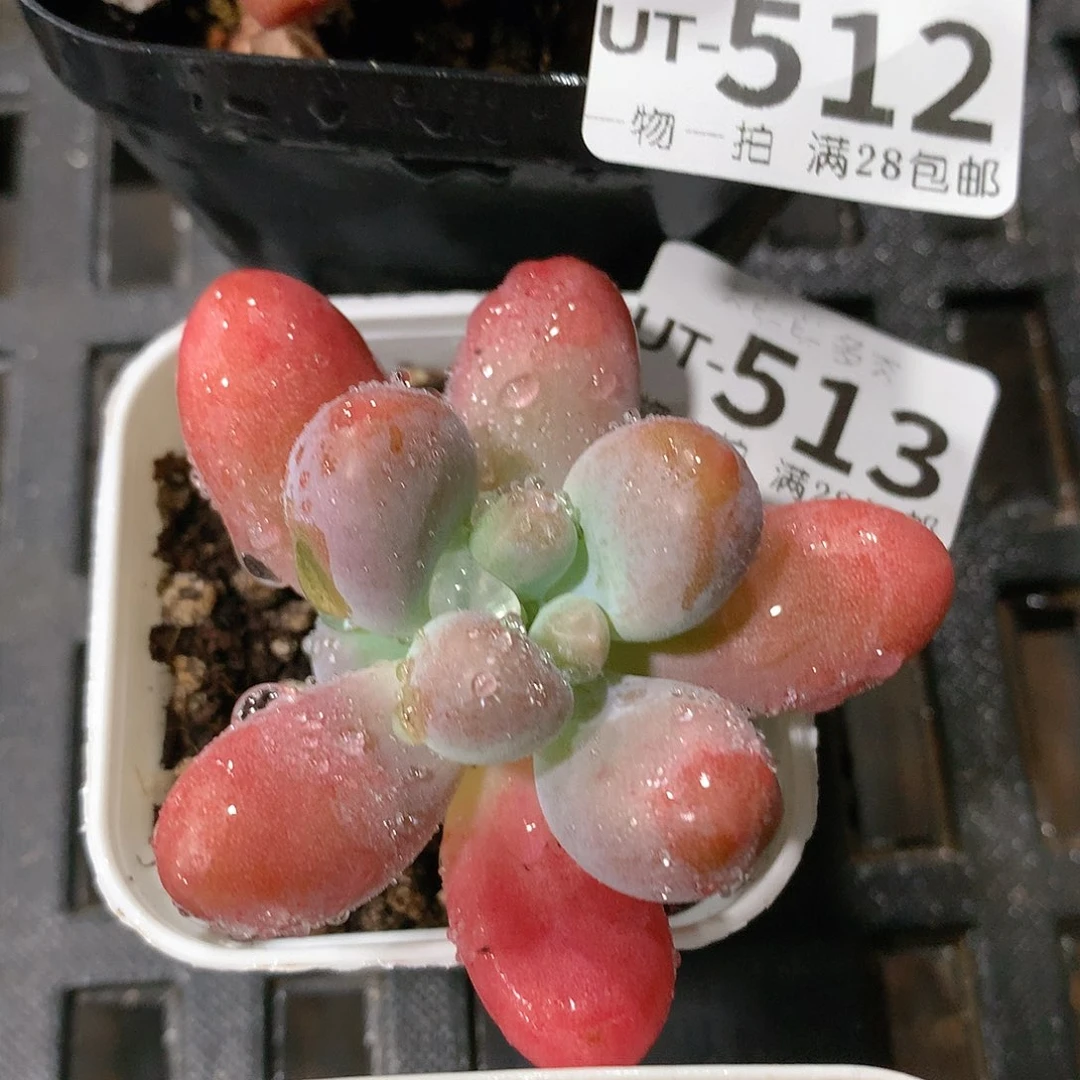 肉萌萌拇指盆多肉UT513