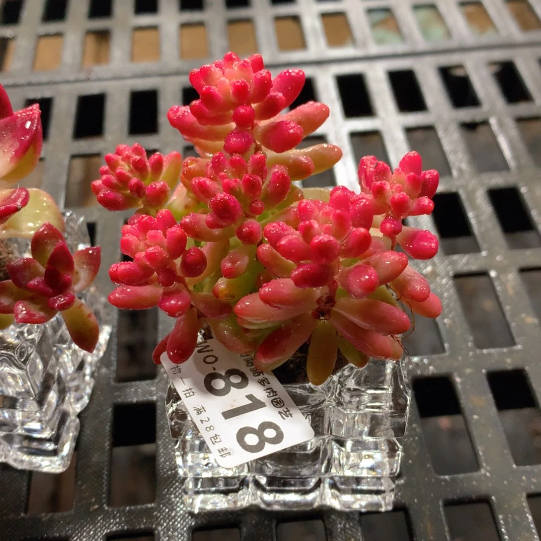 肉萌萌拇指盆精控多肉WO818