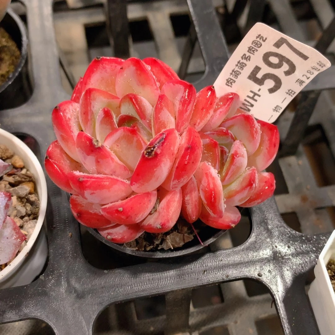 肉萌萌拇指盆多肉WH597