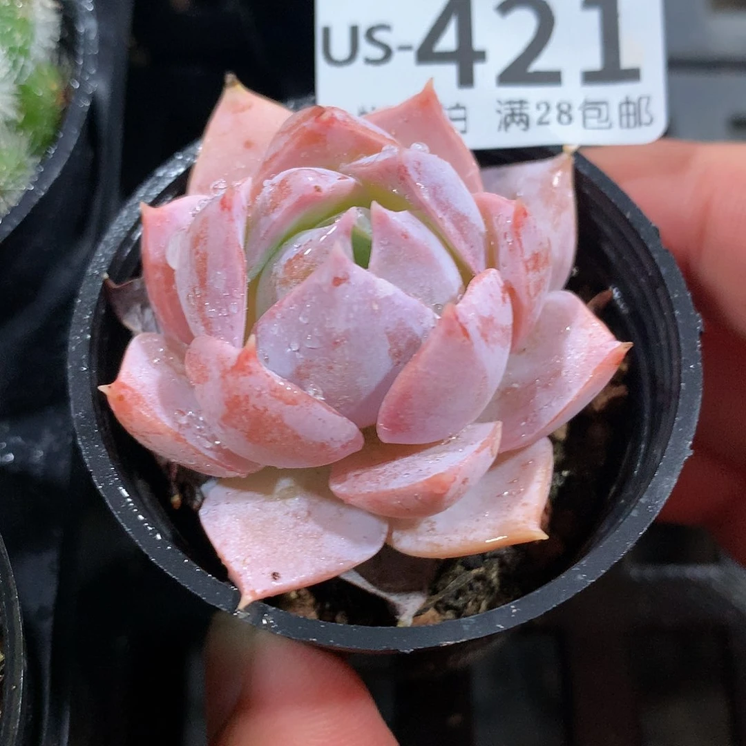 肉萌萌拇指盆多肉US421