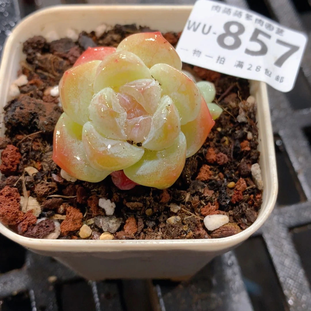 肉萌萌拇指盆精控多肉WU857