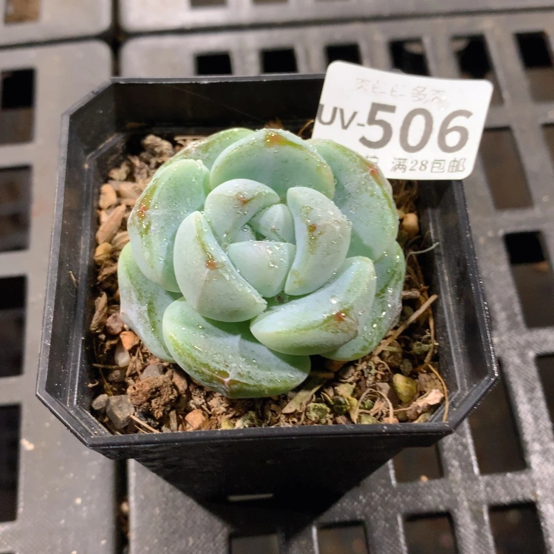 肉萌萌拇指盆多肉UV506