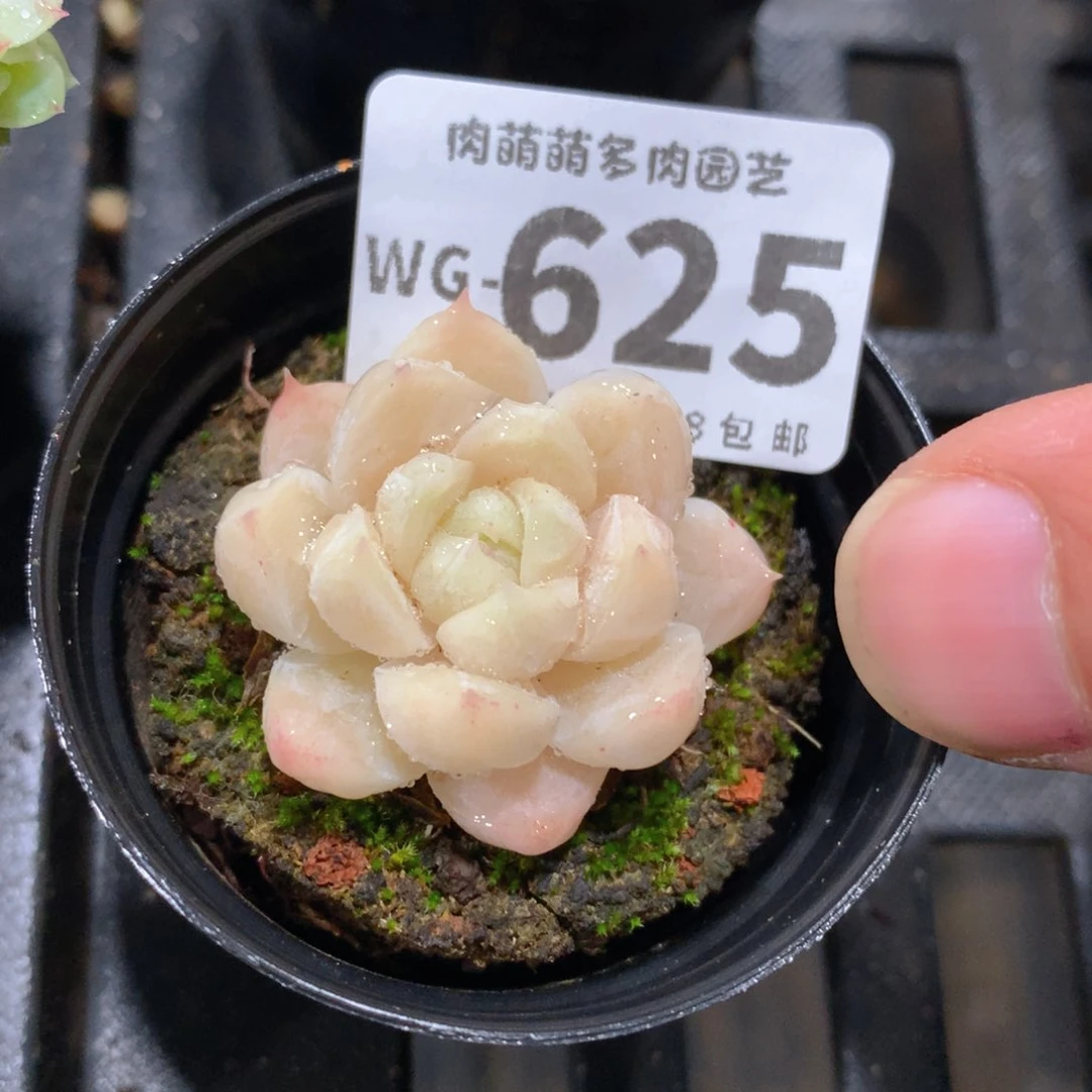 肉萌萌拇指盆多肉WG625