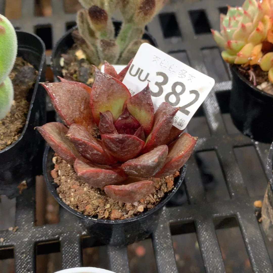 肉萌萌拇指盆多肉UU382