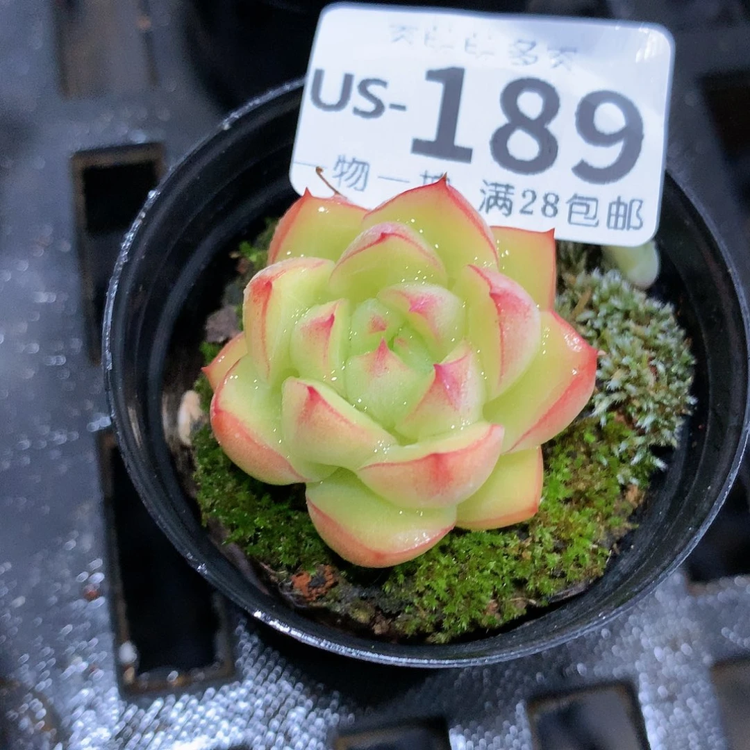 肉萌萌拇指盆多肉US189