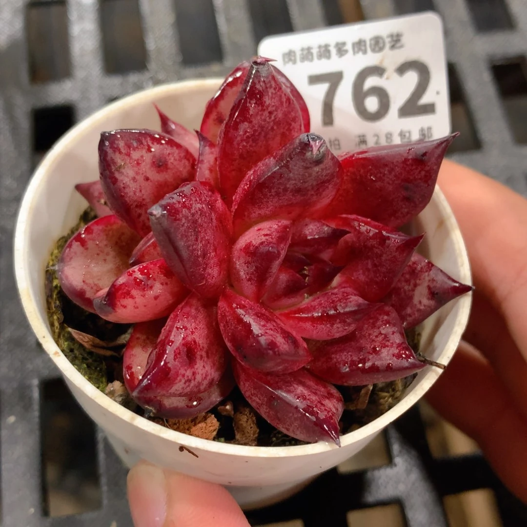 肉萌萌拇指盆多肉VW762
