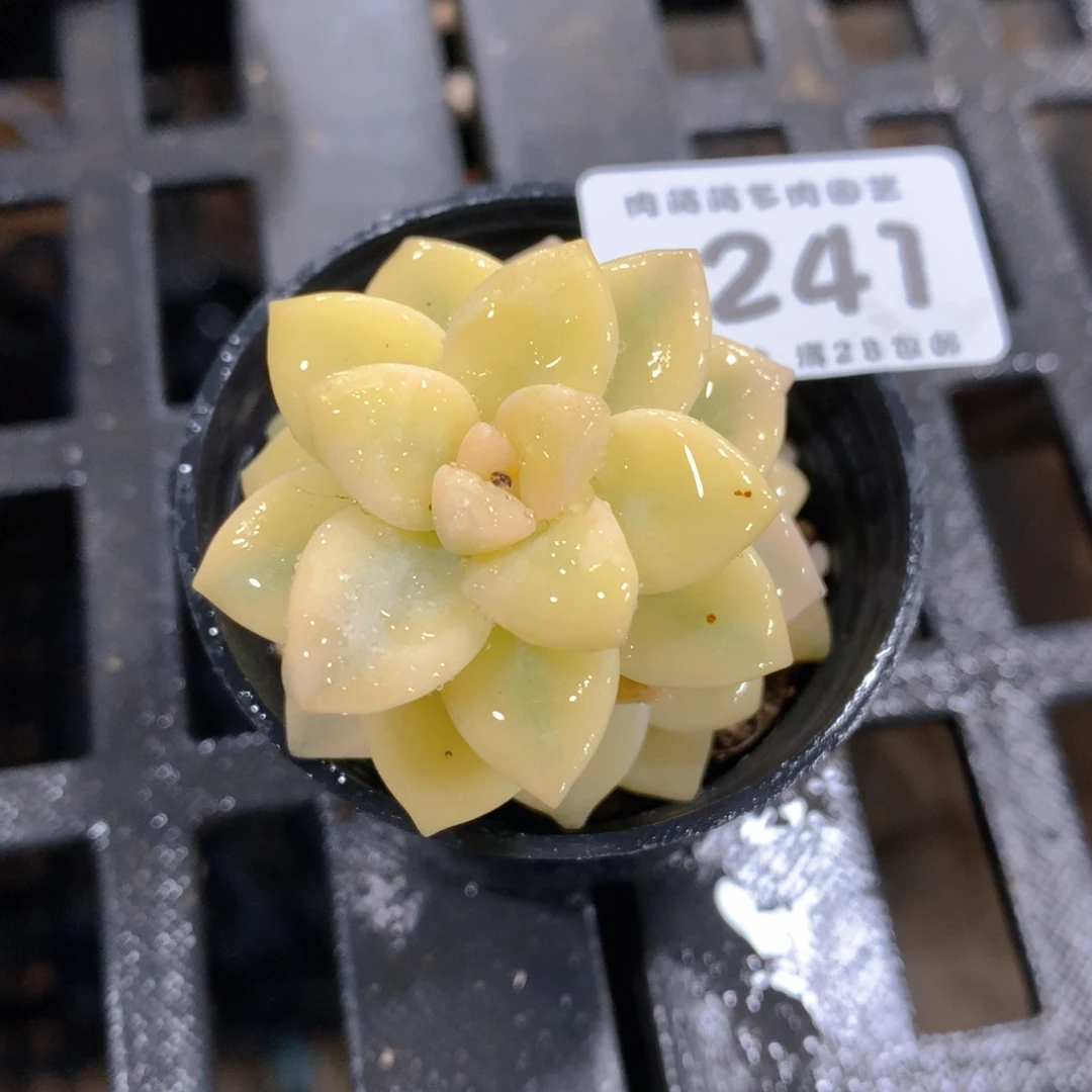 肉萌萌拇指盆多肉VN241