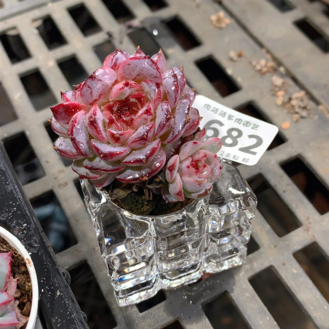 肉萌萌拇指盆多肉WJ682