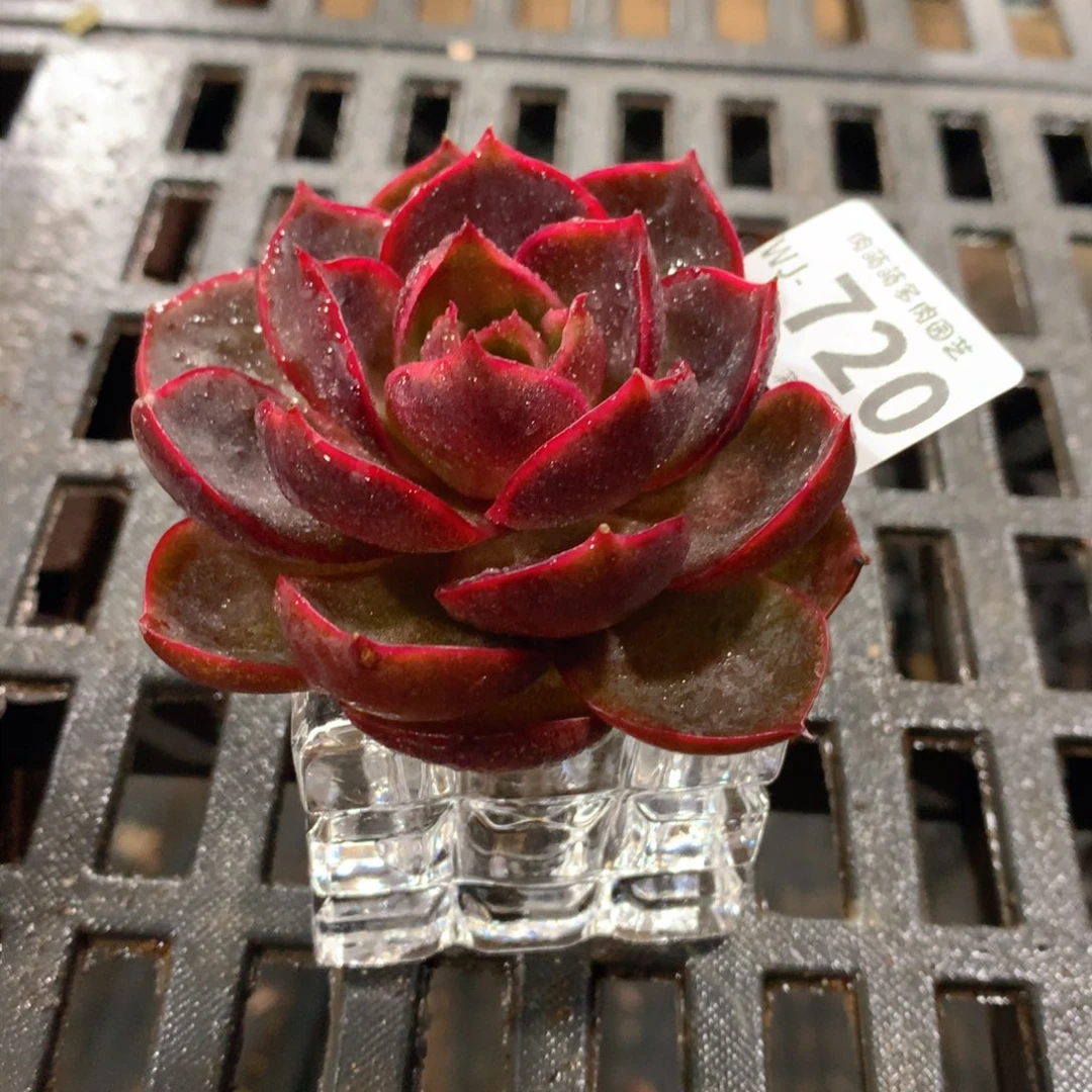 肉萌萌拇指盆多肉WJ720