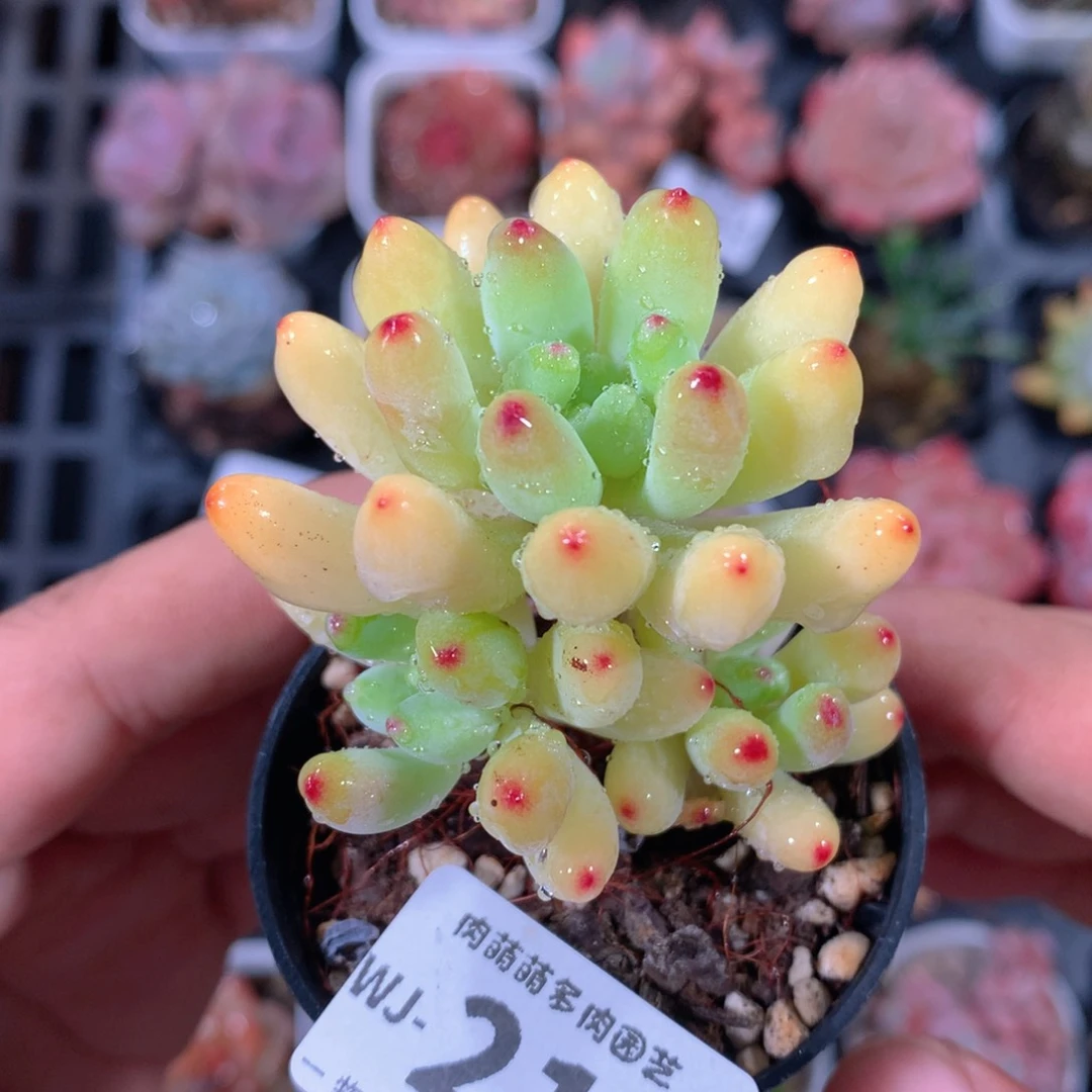 5CM拇指盆精控多肉WJ214