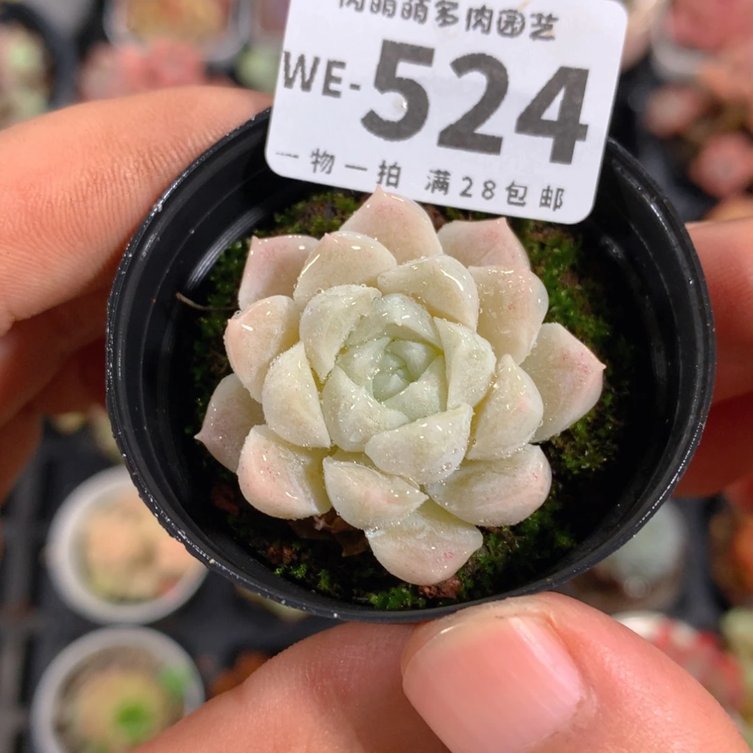 5CM拇指盆精控多肉WE524