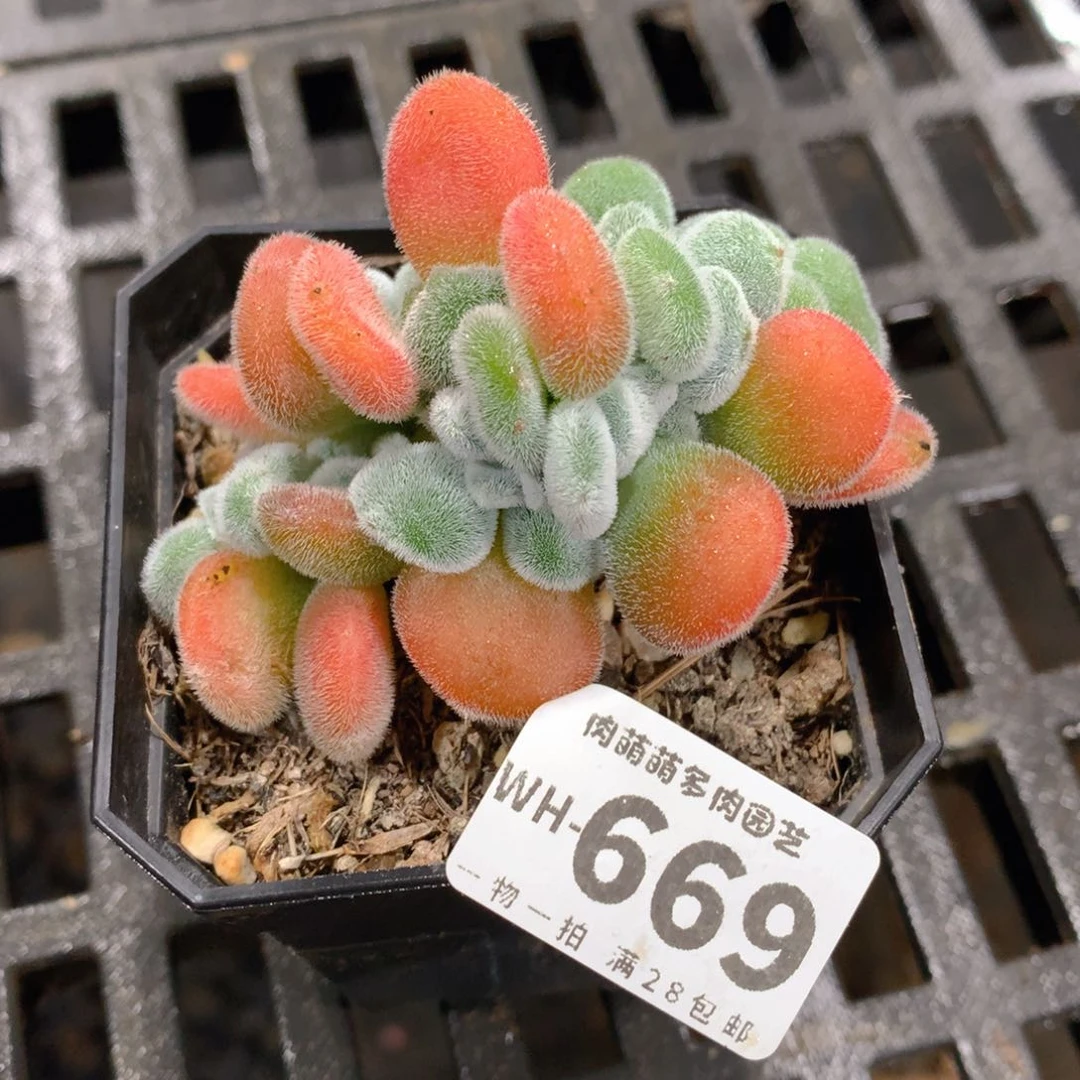 肉萌萌拇指盆多肉WH669
