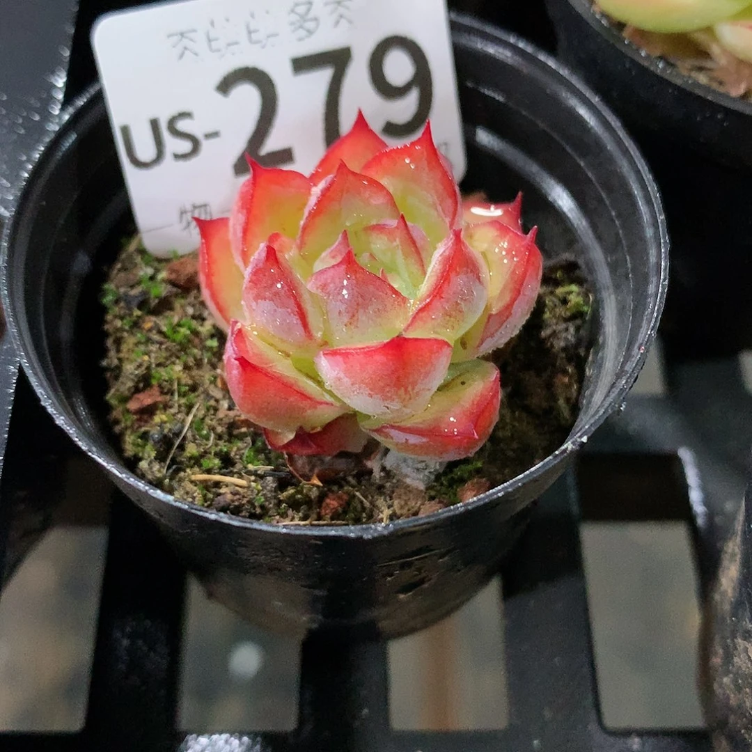 肉萌萌拇指盆多肉US279