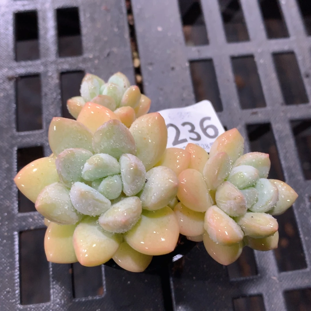 肉萌萌拇指盆多肉UX236