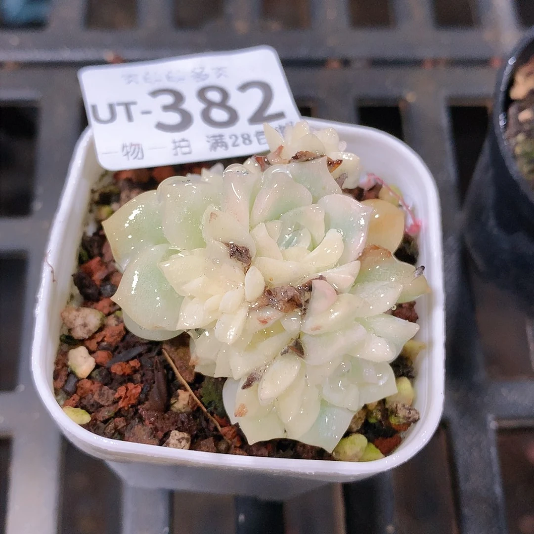 肉萌萌拇指盆多肉UT382